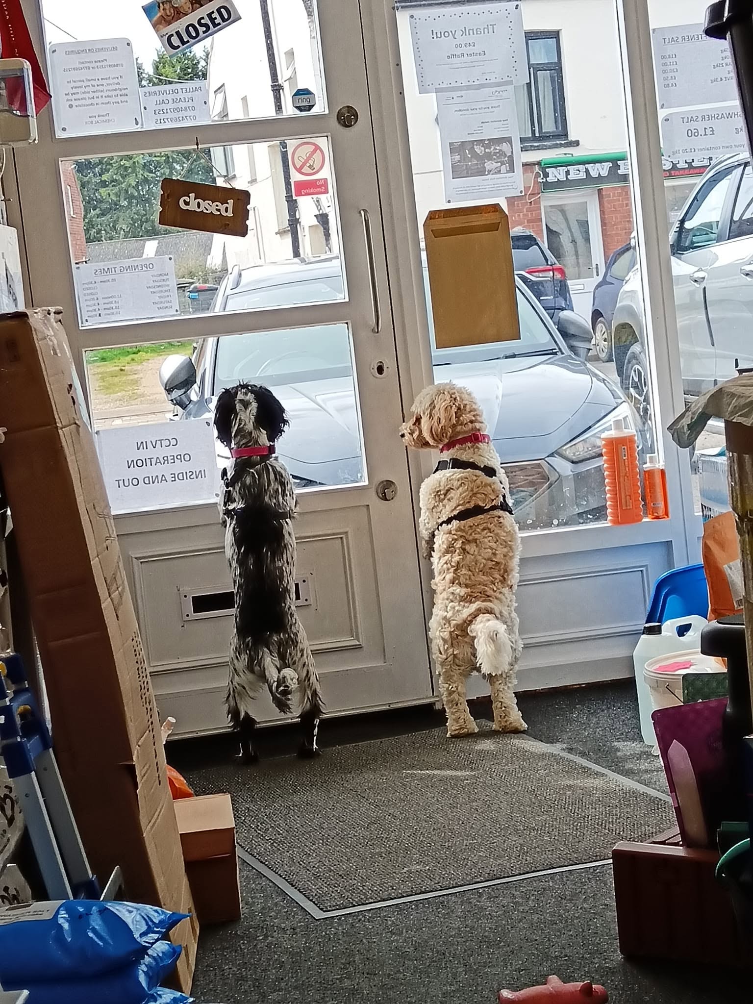 Two Chemical Box shop dogs looking out through the front door